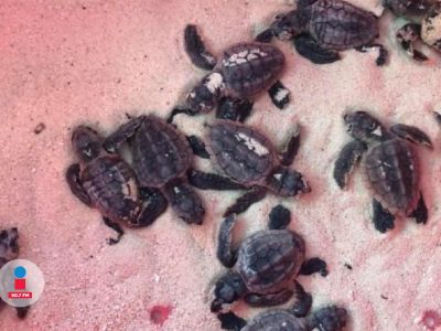 Registra el lado oriente de Cozumel tres mil 890 nidos de tortuga marina